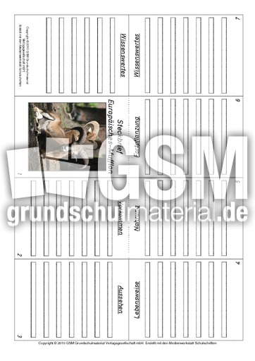 Faltbuch-Europäisches-Mufflon.pdf